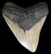 Megalodon Tooth - North Carolina #38701-1